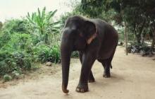 Экскурсия в паттайя катание на слонах